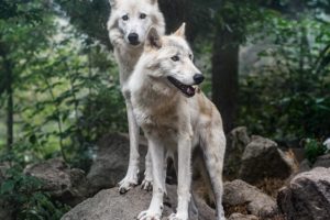 Two Wolves